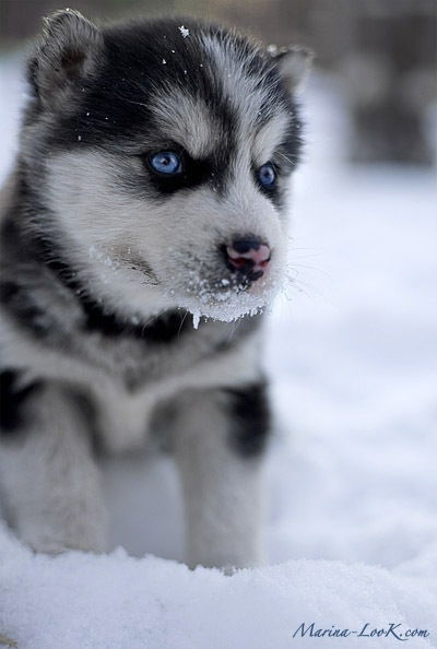 Вован Сапегин