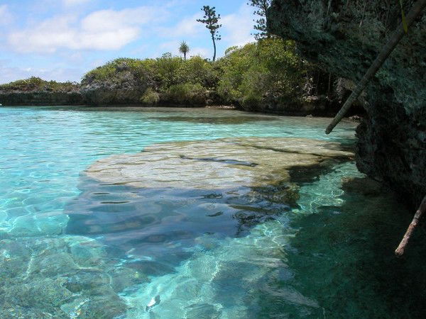 Шара Джурасова