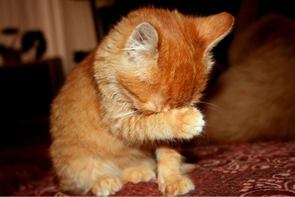 Виктор Яговкин