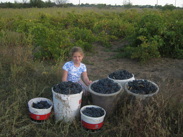 София Марич