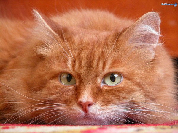 Елена Гончарова