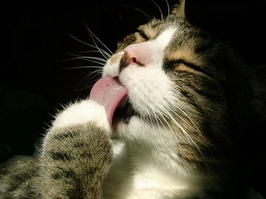 Людмила Мелешкова