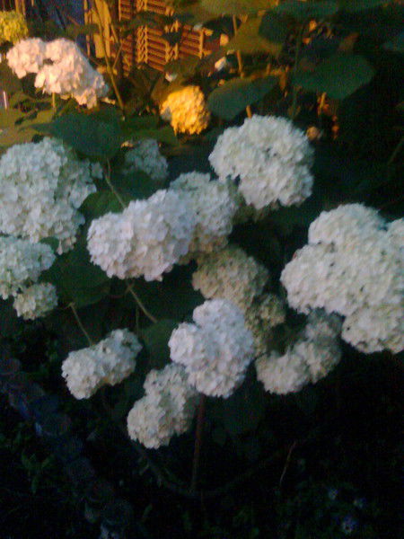 Елена Малинникова