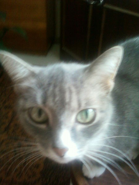 Елена Выжлова