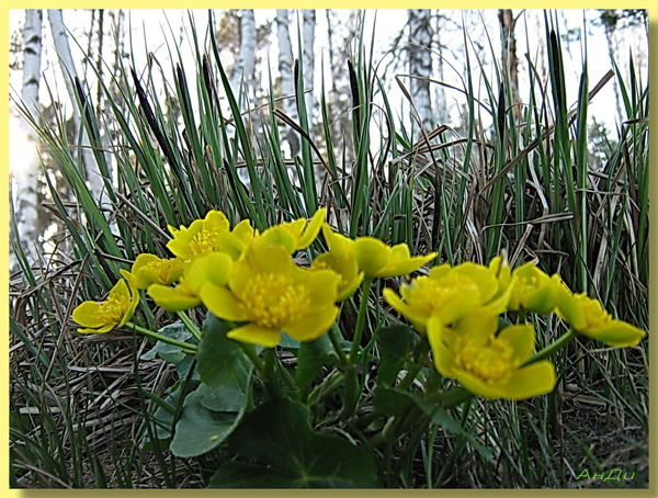 Наталья Мемжанова