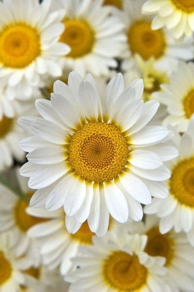 Анна Тишина