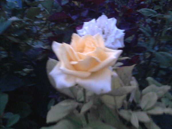 Екатерина Куц