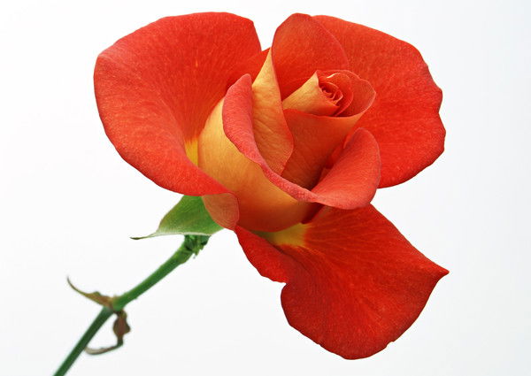 Ирина Селезнёва