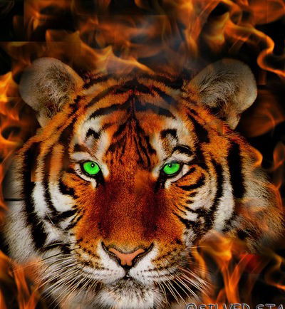 Данил Калюжный