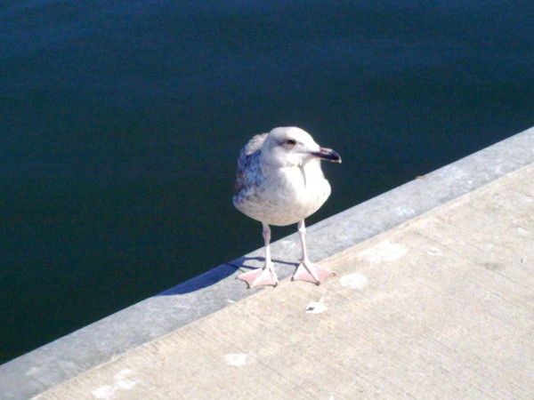 Гена Генкин