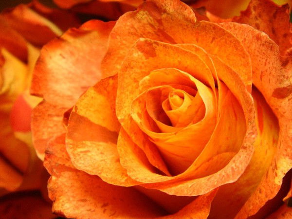 Светлана Ракитова