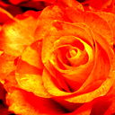 Светлана Ракитова