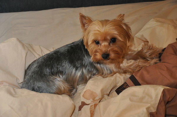 Сити- Транс