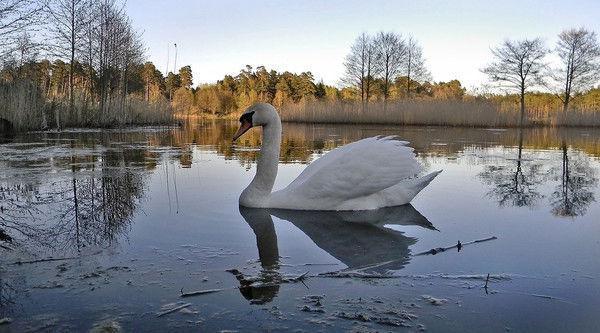 Хасанов Алишер