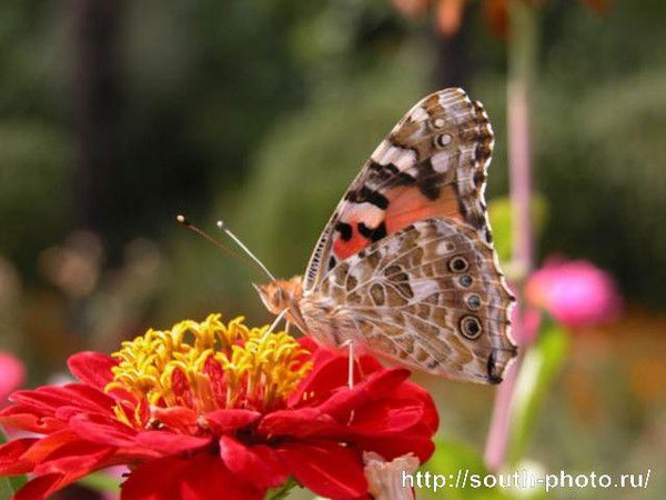 Елена Зварич