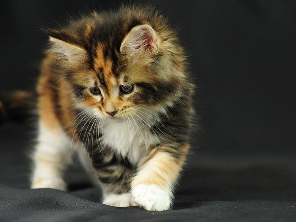 Виктор Крафт