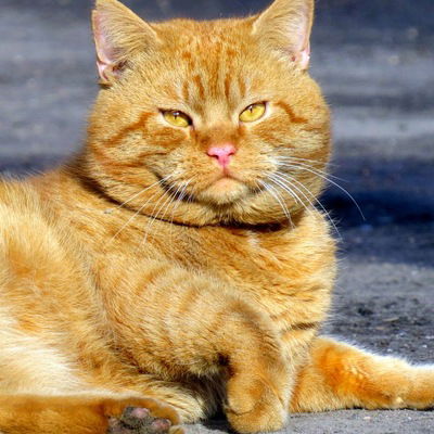 Андрей Никифоров