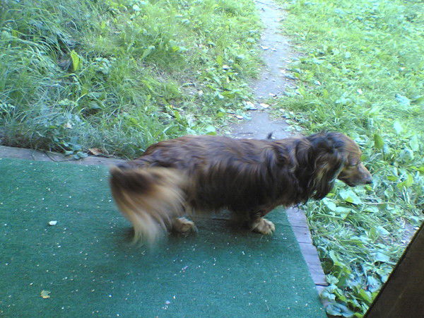 Анна Шмелева