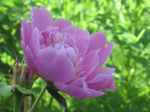 Мария Пятыгина