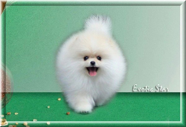 Диана Тимченко