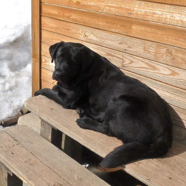 Алена Воронина