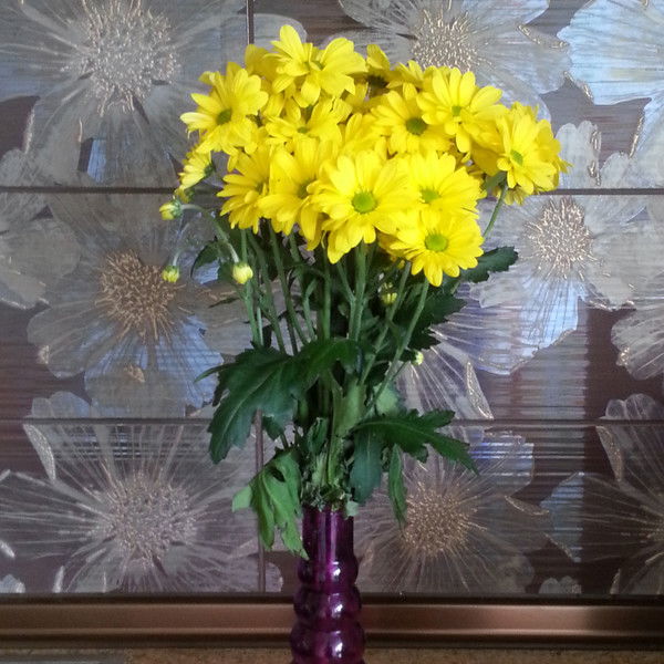 Елена Толмачева