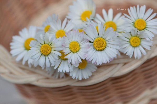 Ирина Бондарь