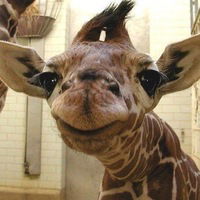 Керри Бредшоу