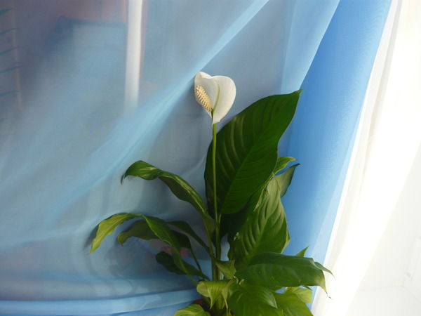 Наталья Малышева