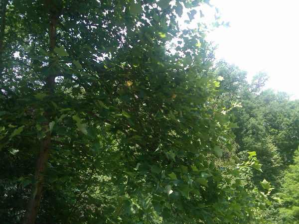 Богдан Плиш