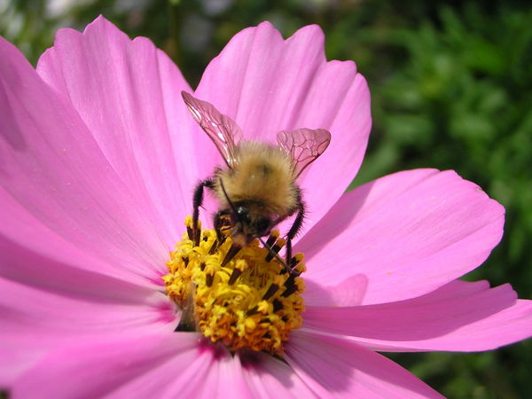 Татьяна Николаева