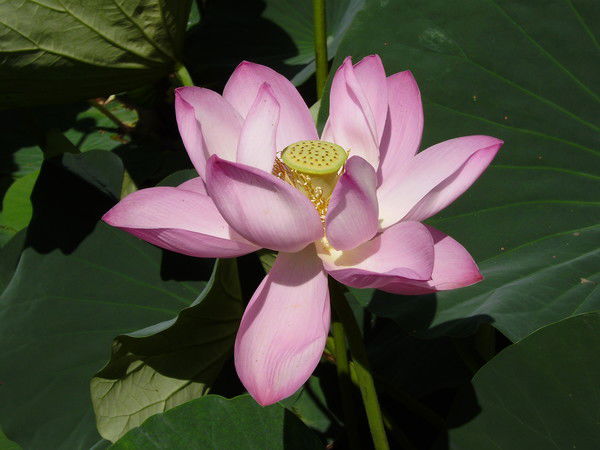 Ирина Дегтярёва