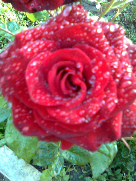 Віталіна Рибак