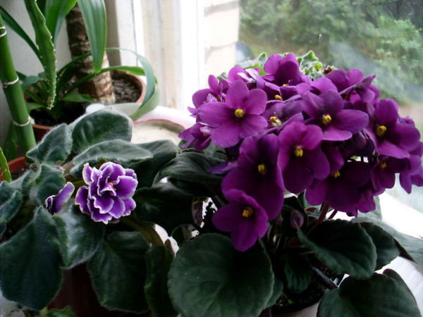 Жамила Оспантаева