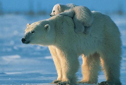 Азамат Байболов