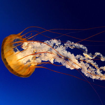 Настя Зубарева