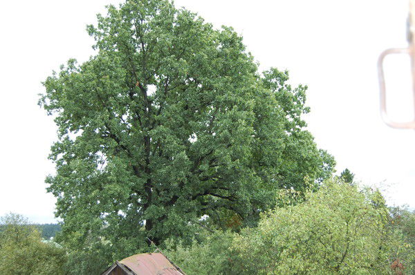 Вячеслав Золкин