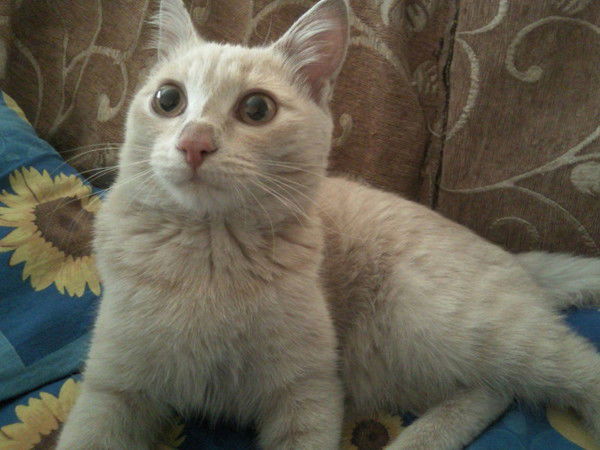 Айлана Душкун-Оол