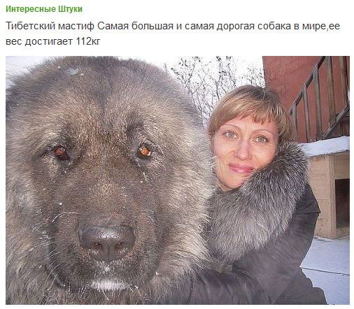 Смотрелка Скринова