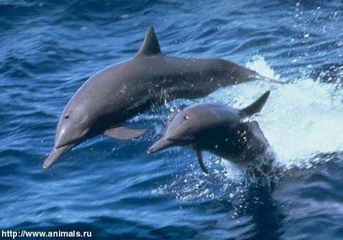 Асем Копбаева