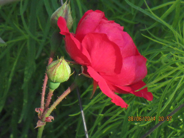 Любовь Гришкун