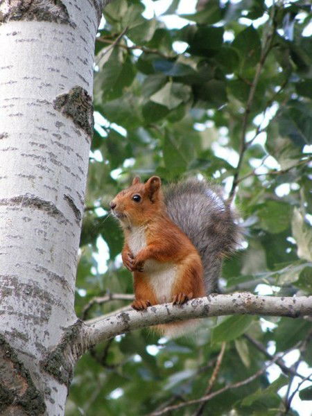 Аят Таубалды