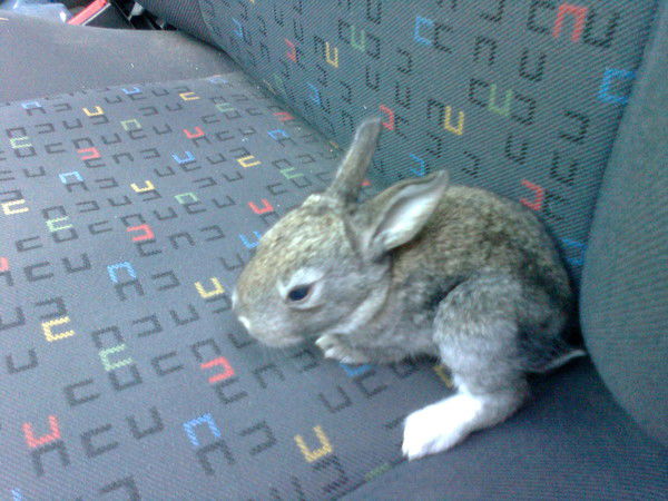 Анна Мурзина