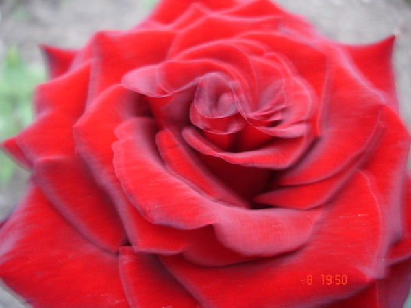 Вуйтович Михаил