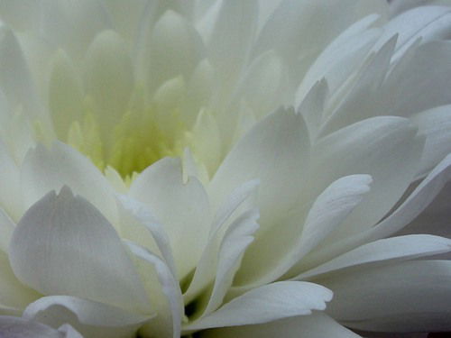 Белая Хризантема