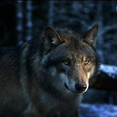 Илья Веселов