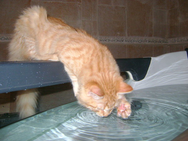 Катя Антипова