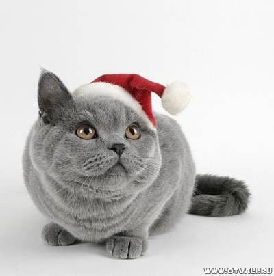 Cергей Павленко