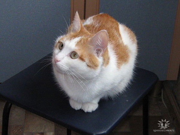 Анастасия Стрельцова