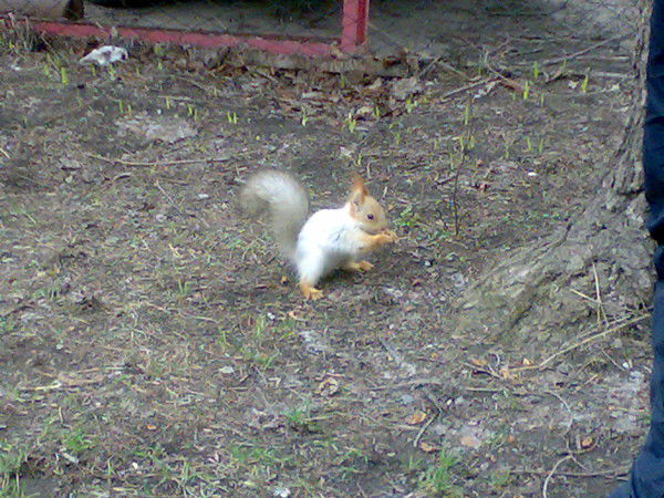 Алла Ткаченко